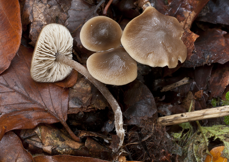 Tephrocybe boudieri